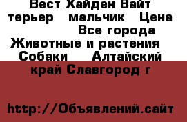 Вест Хайден Вайт терьер - мальчик › Цена ­ 35 000 - Все города Животные и растения » Собаки   . Алтайский край,Славгород г.